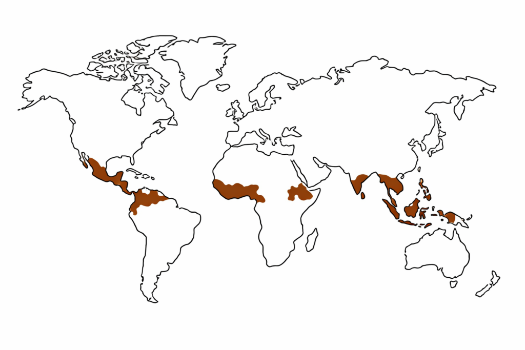 Cacao growth map